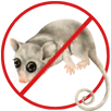 Possum Removal Belmont