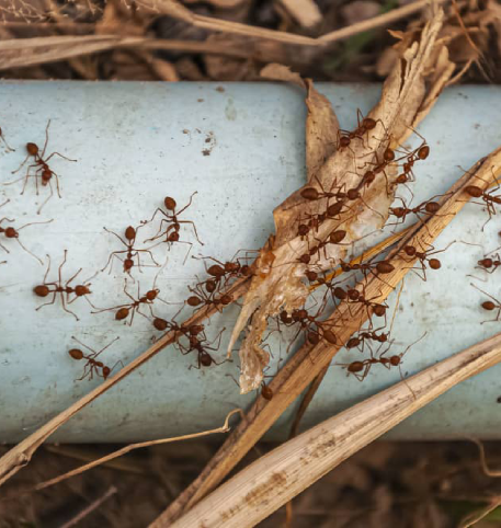 Ants Control Belmont